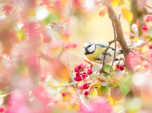 Blue tit bird in flowering apple tree — Stock Photo, Image