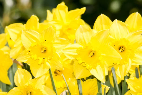 Yellow Daffodils — Stock Photo, Image