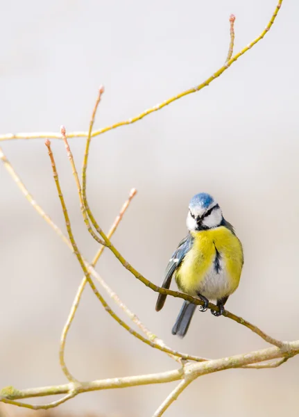 Μπλε tit πουλί — Φωτογραφία Αρχείου