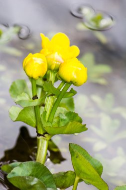 Marsh Marigold çiçek
