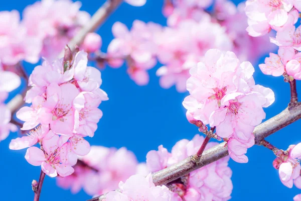 ピンクの桃の花 — ストック写真