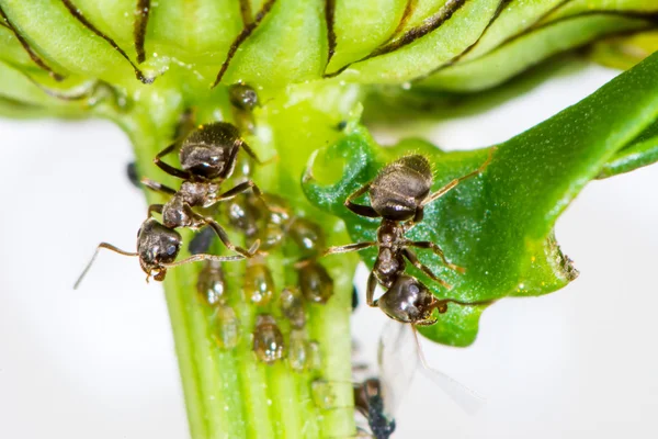 이 개미 — 스톡 사진