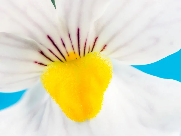 Квітка Nemesia — стокове фото