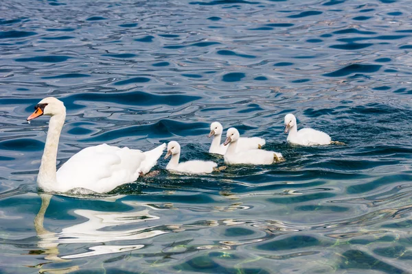 Swan family with babies — Stock Photo, Image