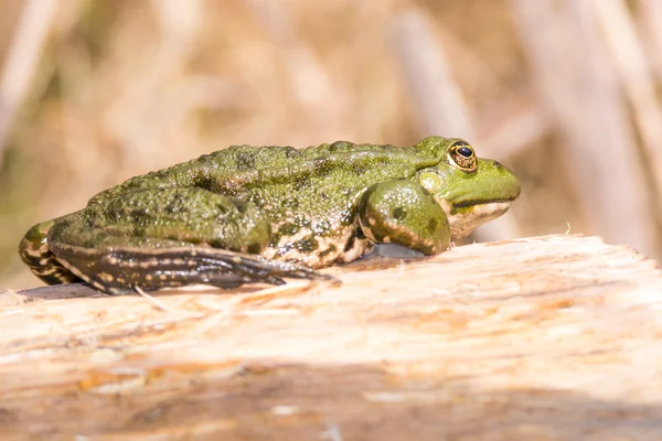 Grüner Frosch auf einem Stück Holz — Stockfoto