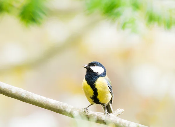 Gran pájaro Tit sentado en una rama de árbol —  Fotos de Stock