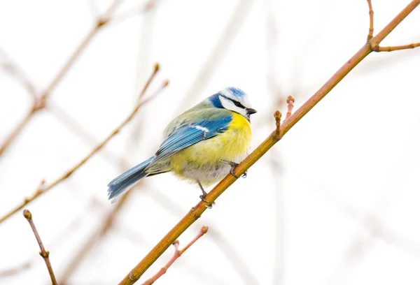 Pimpelmees vogel — Stockfoto