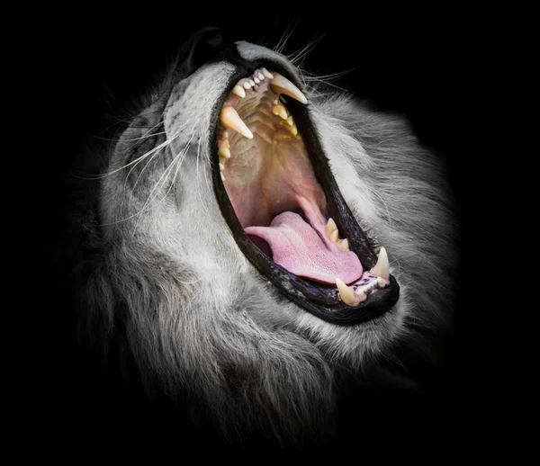 Preto e branco Retrato de um leão rugindo — Fotografia de Stock