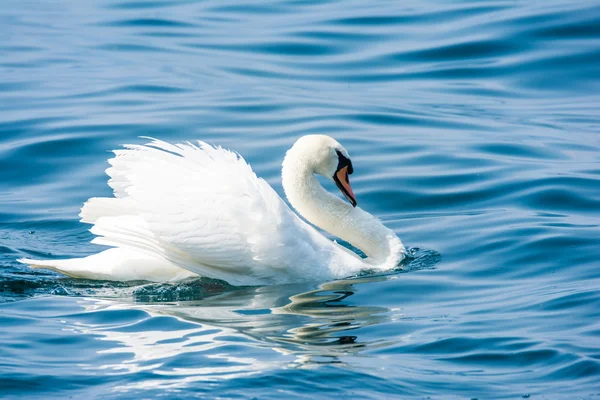 Cisne blanco —  Fotos de Stock