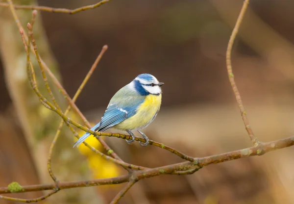 Pássaro de peito azul — Fotografia de Stock