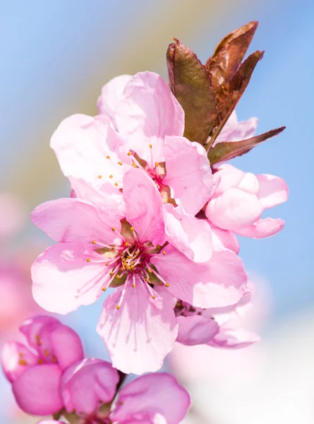 Pink peach blossoms — Stock Photo, Image