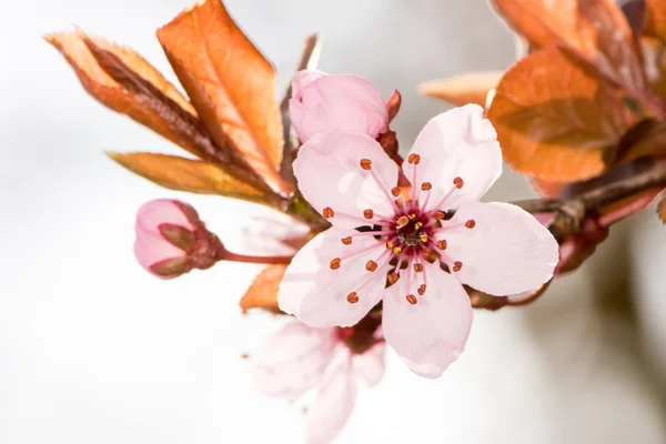 Pink plum blossom — Stock Photo, Image