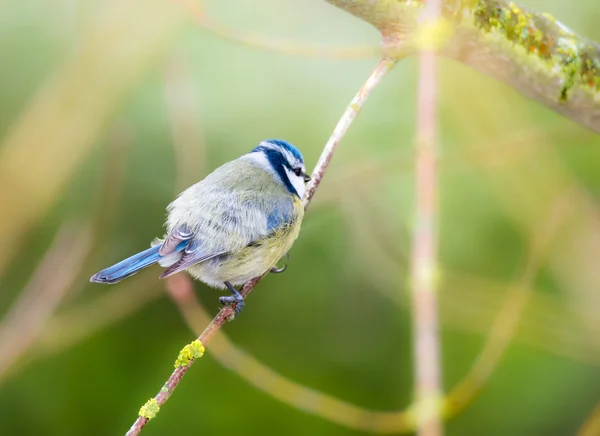 Uccello tetta blu — Foto Stock