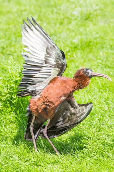 Glossy Ibis spreading its wings — Stock Photo, Image