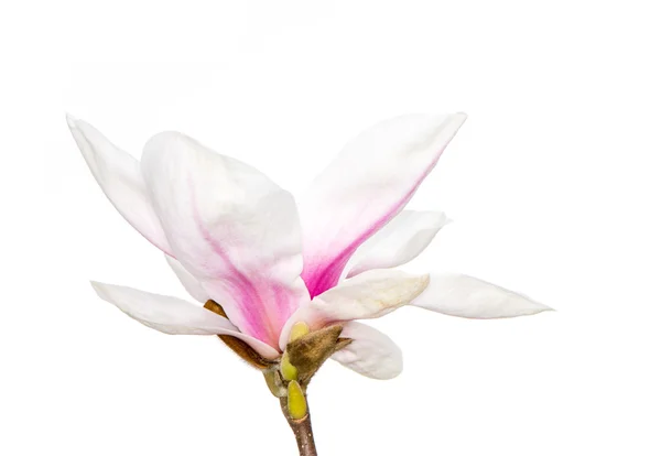 Flor de magnolia — Foto de Stock