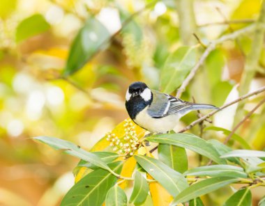 Bir ağaç dalı üzerinde oturan büyük baştankara kuş