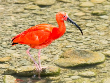 Kızıl aynak suda gölet ve göllerde