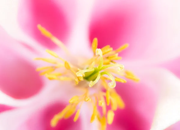 Anter ve pistil Aquilegia çiçeği — Stok fotoğraf