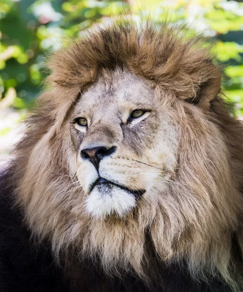 Lion portrait — Stock Photo, Image