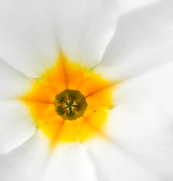 Flor abstracta macro — Foto de Stock