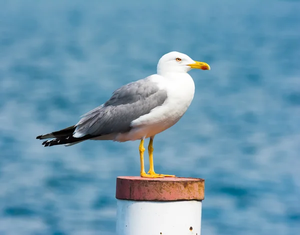 Gaviota de patas amarillas — Foto de Stock