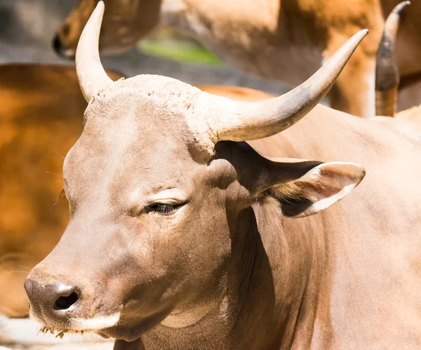 Banteng — Stock Photo, Image