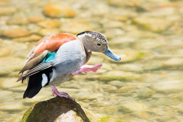 Ringed Tal Duck — стоковое фото
