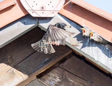 Bebek besleme ortak Starling uçan
