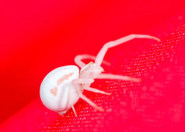 Aranha de caranguejo branco — Fotografia de Stock