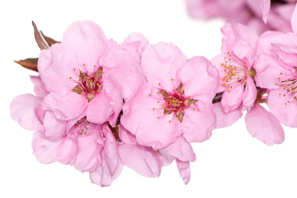 Pink peach blossoms — Stock Photo, Image