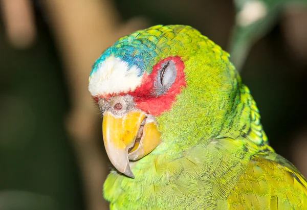 Portret papugę białoczelna — Zdjęcie stockowe