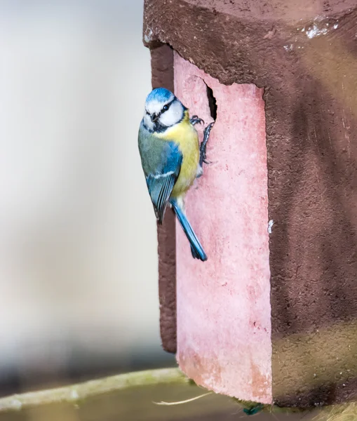 Niebieski ptak Sikora w birdhouse — Zdjęcie stockowe