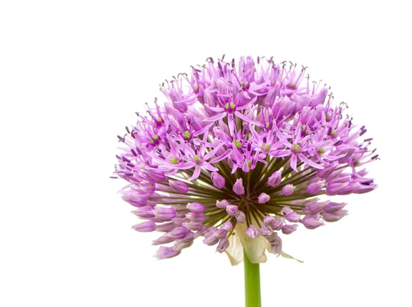 Απομονωμένες λουλούδι μωβ Allium Giganteum — Φωτογραφία Αρχείου