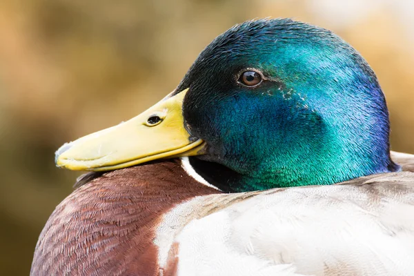 Portrait of a male mallard — Stock Photo, Image