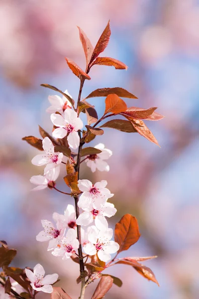 Spring scenic with plum blossoms — Stock Photo, Image