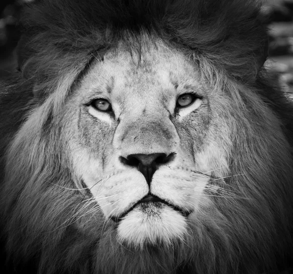 Portrait noir et blanc d'un lion — Photo