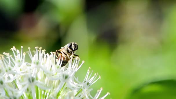 Hoverfly σε γιγαντιαίο κρεμμύδι λουλούδι — Αρχείο Βίντεο