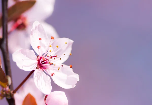 Flor de ameixa rosa — Fotografia de Stock