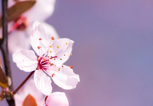 Flor de ciruelo rosa — Foto de Stock