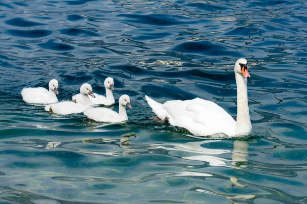 Swan family with babies — Stock Photo, Image