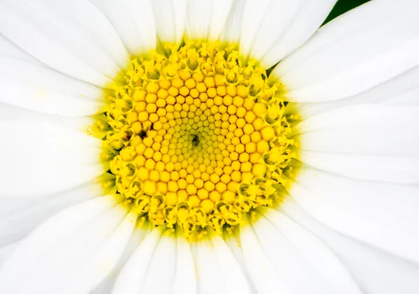 Marguerite çiçek — Stok fotoğraf