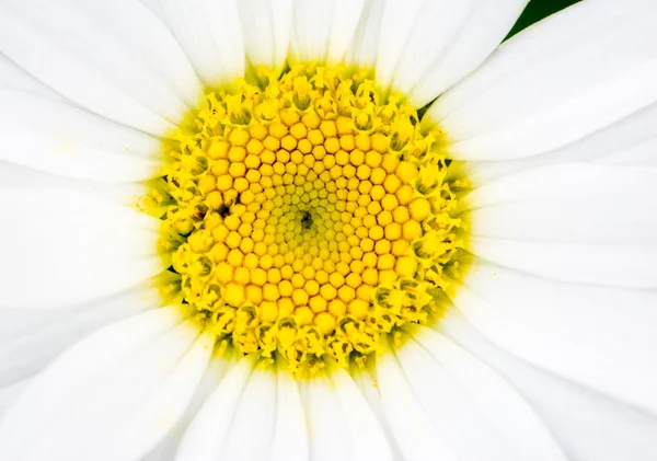 Marguerite flower — Stock Photo, Image