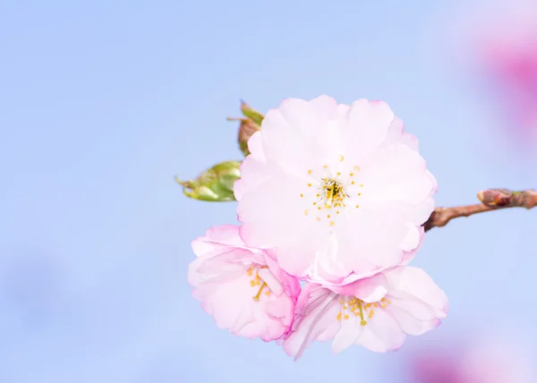 Pink cherry blossoms — Stock Photo, Image