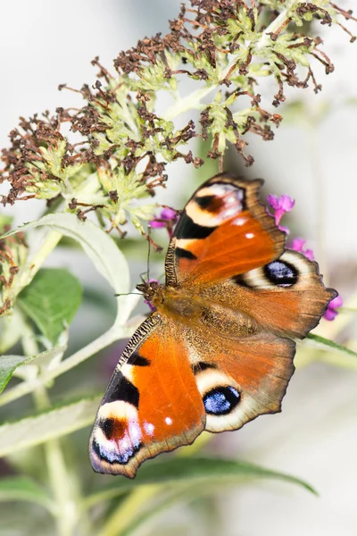 European peacock butterfly — Stock Photo, Image