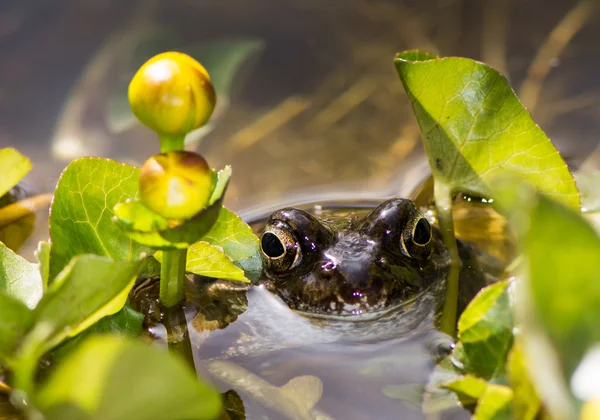 Sapo em uma flor de calêndula de pântano — Fotografia de Stock