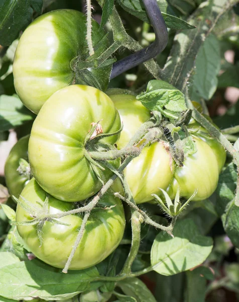 Growing Tomatoes — Stock Photo, Image