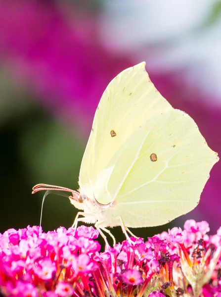 Borboleta de enxofre — Fotografia de Stock