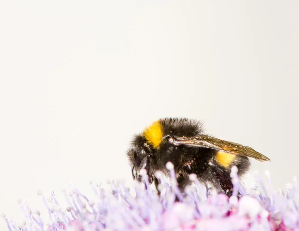 Μέλισσα σε ένα λουλούδι Ορτανσία — Φωτογραφία Αρχείου