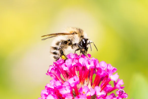 La abeja que recoge el néctar a la flor buddleia —  Fotos de Stock