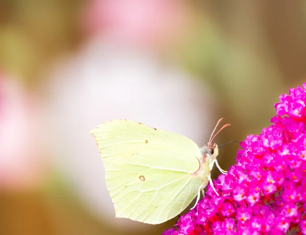 Brimstone mariposa —  Fotos de Stock